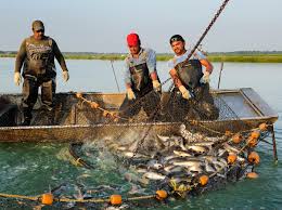  FISH FARMER